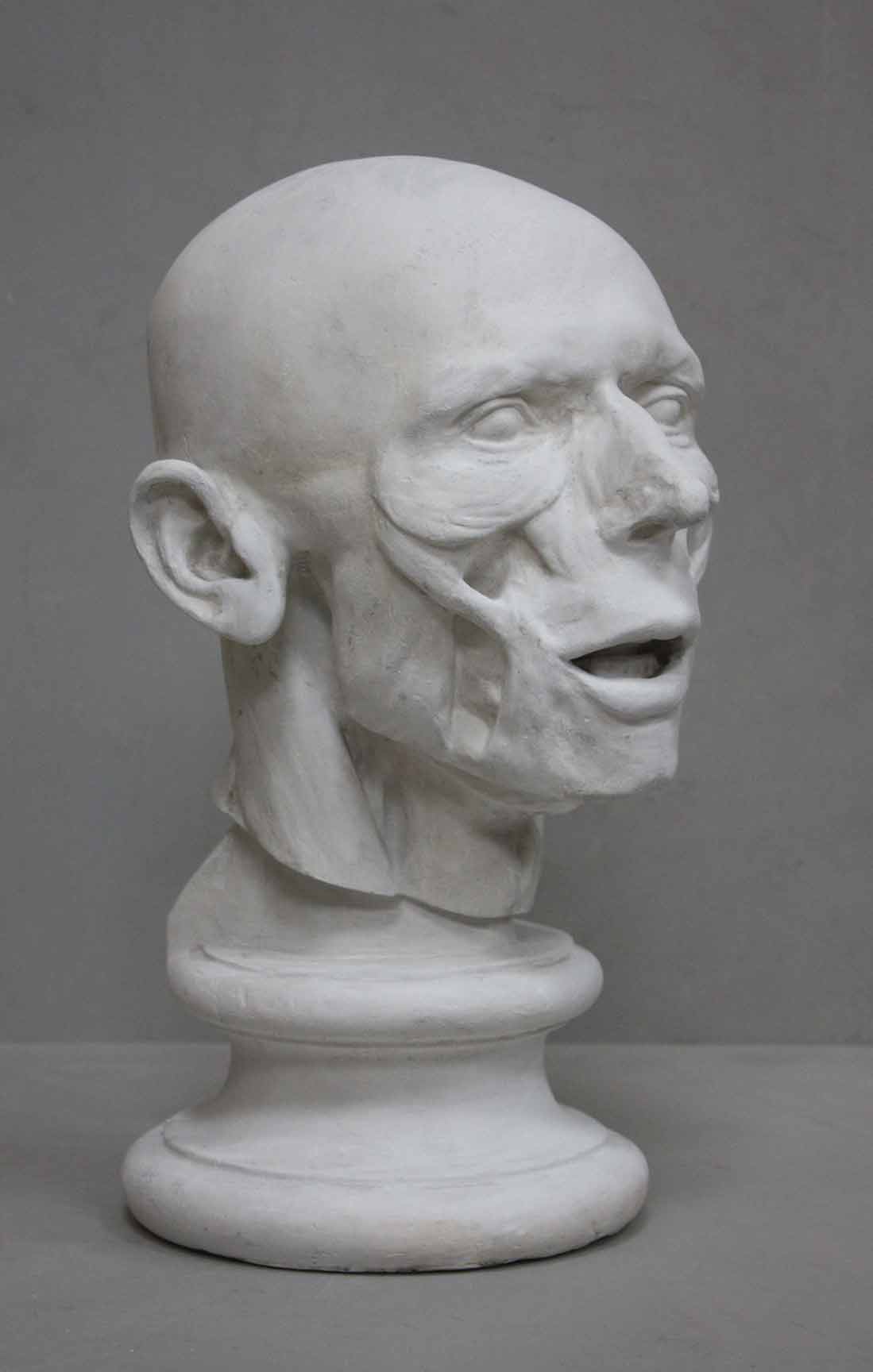 http://www.capronicollection.com/cdn/shop/products/417-anatomy-of-mans-head-2.jpg?v=1573493847