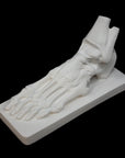 photo of white plaster cast sculpture of flayed left foot on a rectangular base against black background