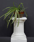 photo of short white plaster cast pedestal in the Doric style with a fluted column with a potted plant on top against a gray background