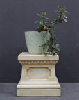 photo of off-white plaster cast reproduction of short, rectangular pedestal with a plant atop in a light green pot against a gray background