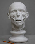 photo of plaster cast anatomical sculpture of man's head on socle base with yellow pencil beside it and a gray background