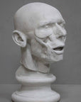 photo of plaster cast anatomical sculpture of man's head on socle base with a gray background