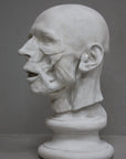 photo of plaster cast anatomical sculpture of man's head on socle base with a gray background