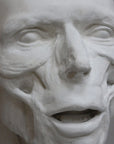 closeup photo of plaster cast anatomical sculpture of man's head with a gray background