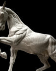 photo of white plaster cast sculpture of horse ecorche on black background