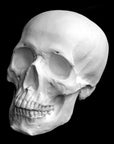 Photo of plaster cast of sculpture of a skull on a black background