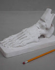 photo with gray background of plaster cast sculpture of flayed left foot on a rectangular base and a yellow pencil laying nearby