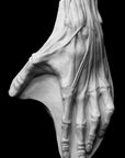 photo of plaster cast sculpture of anatomically-rendered, flayed, left hand on a panel with a black background